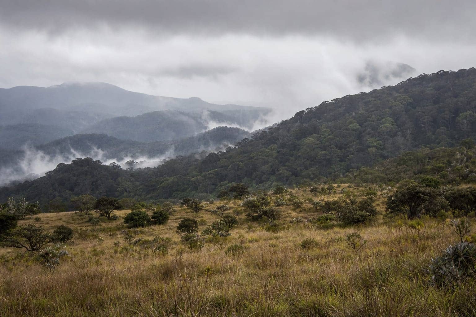 High montane grassland and cloud forest on the plateau of Sri Lanka's central highlands
