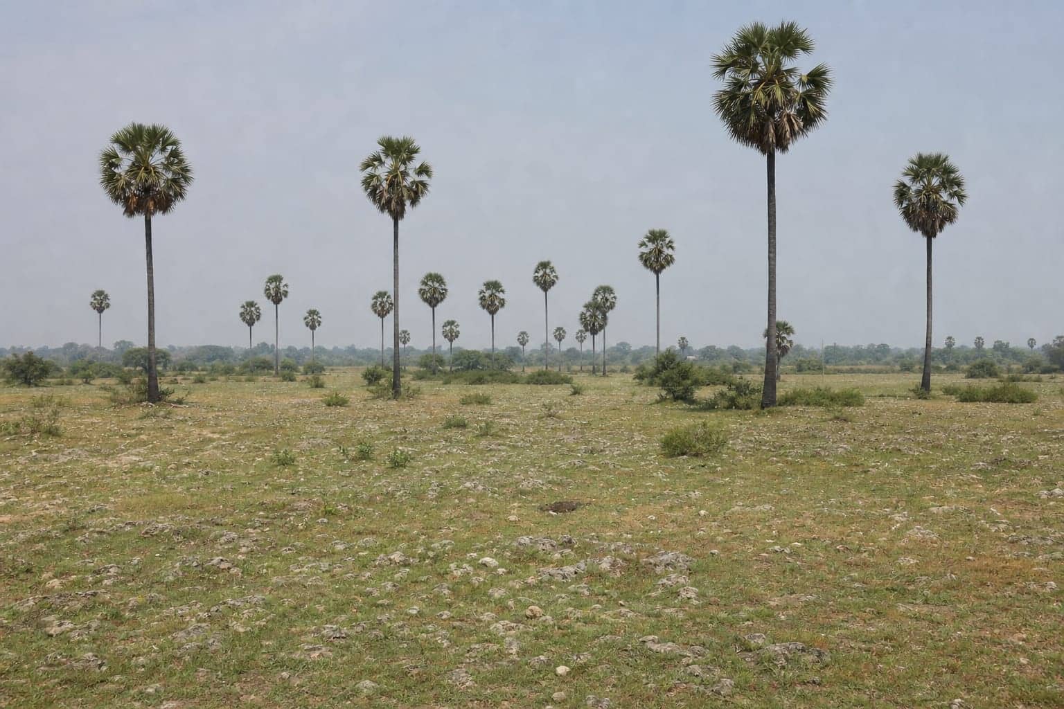 Palmyra palms over flat limestone country on the Jaffna peninsula, Sri Lanka