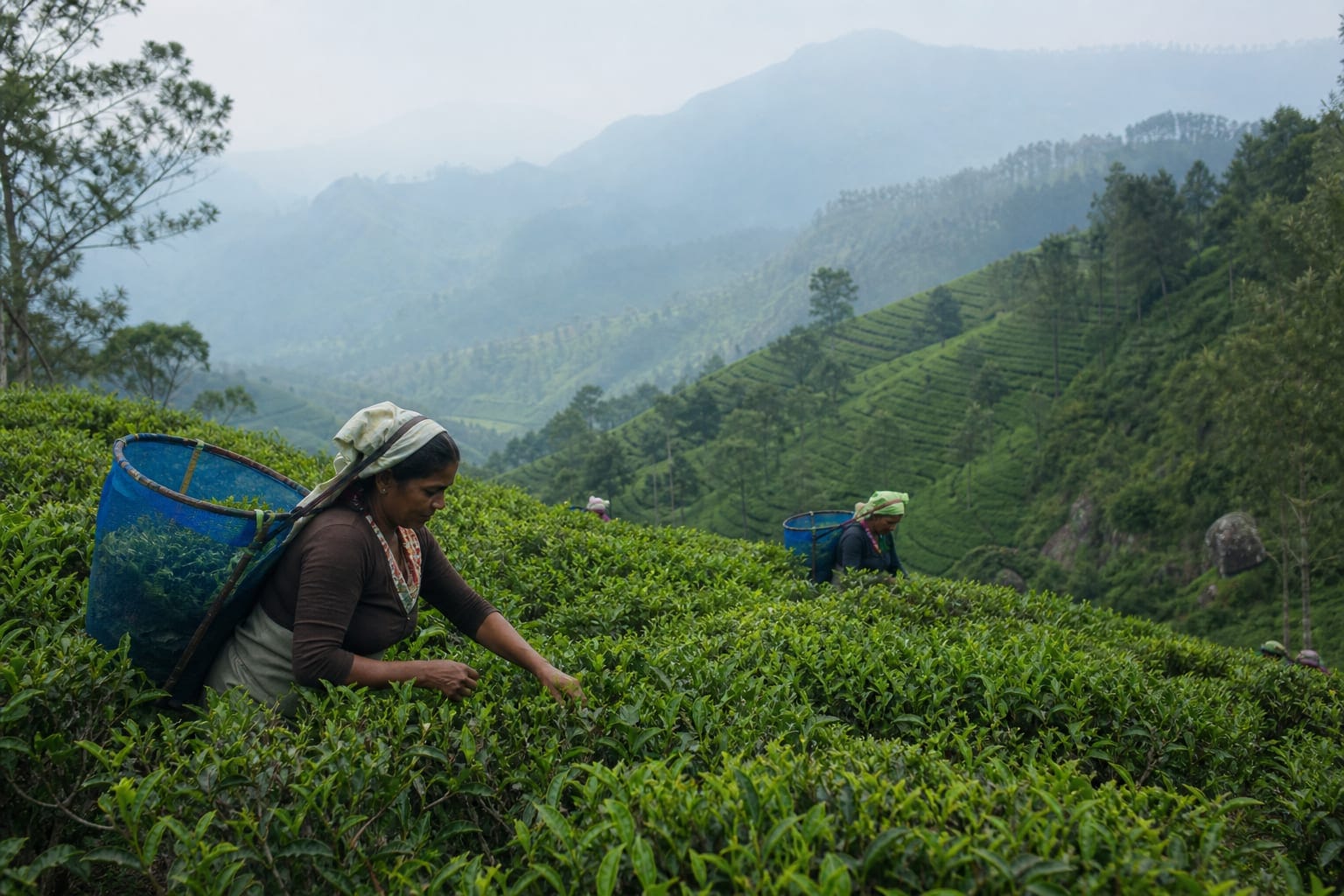 Tea pickers working terraced estate slopes above Ella in Sri Lanka's Uva province