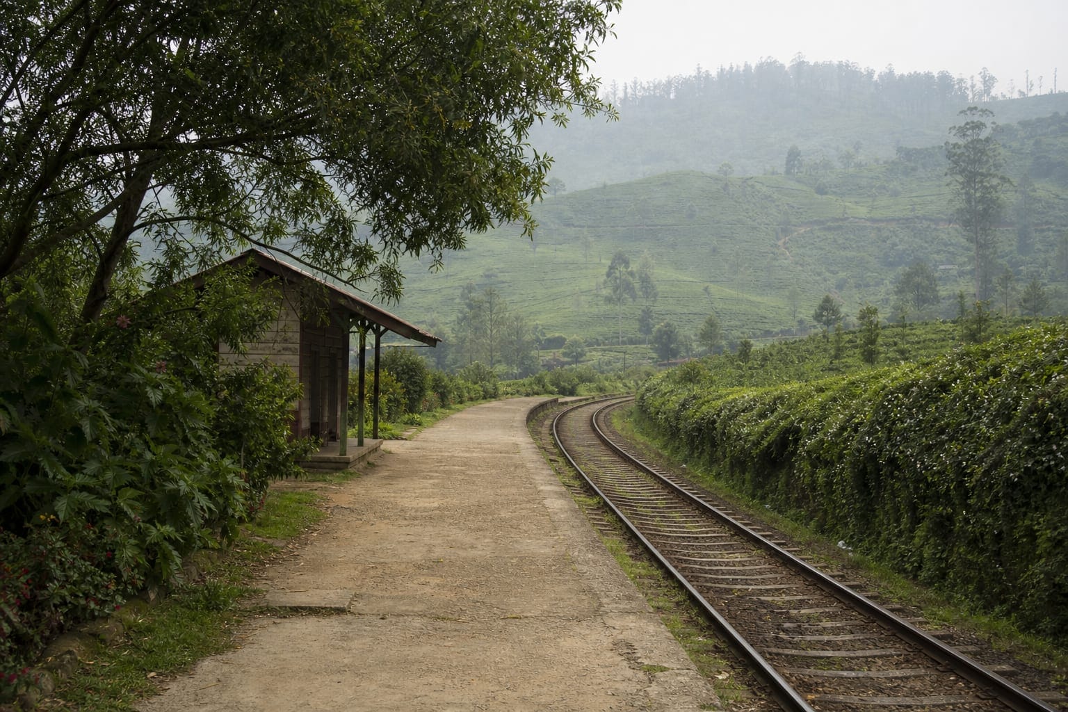 A small hill country railway platform surrounded by tea estate slopes in Sri Lanka