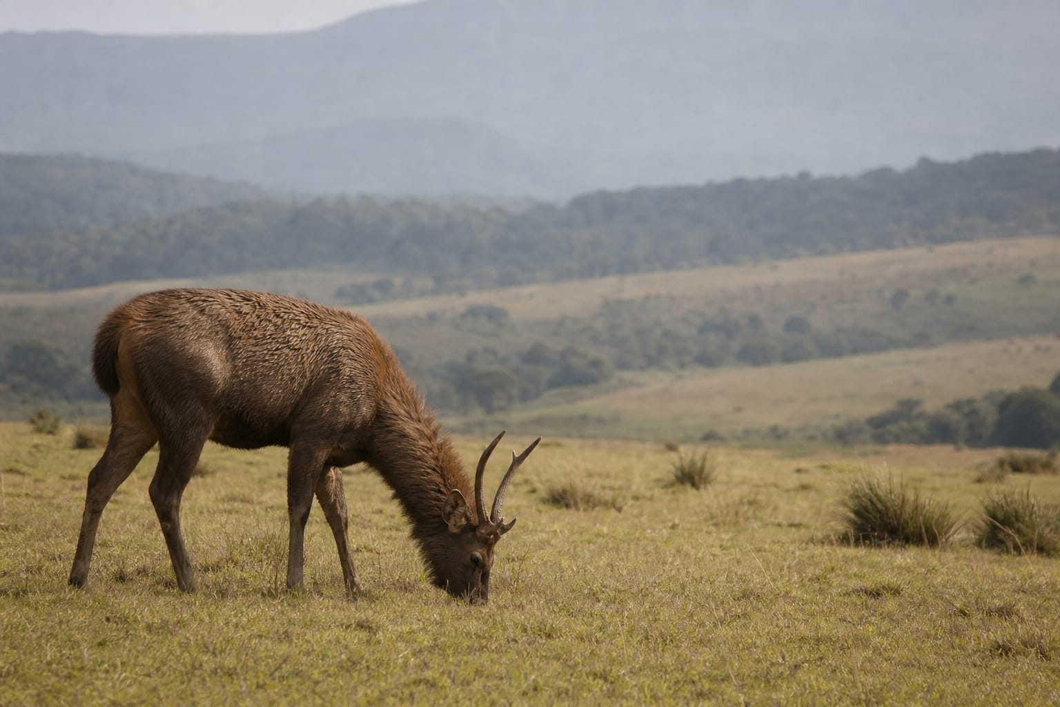 Sambar deer grazing on open grassland in Horton Plains National Park, Sri Lanka