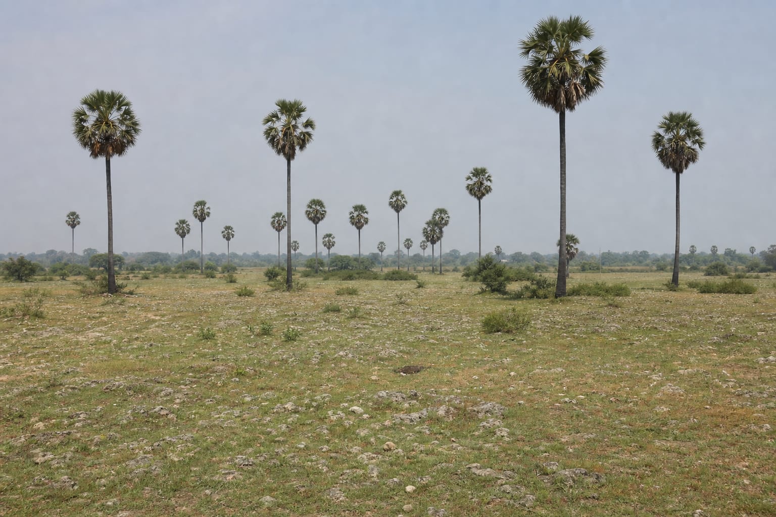 Palmyra palms over flat limestone country on the Jaffna peninsula, Sri Lanka