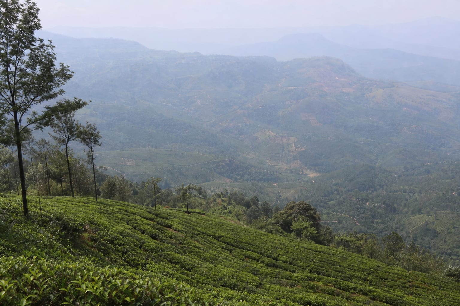 Tea estate slopes falling away below the Lipton's Seat viewpoint above Haputale